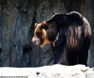 пазл Азиатский черный медведь, Гималайский медведь